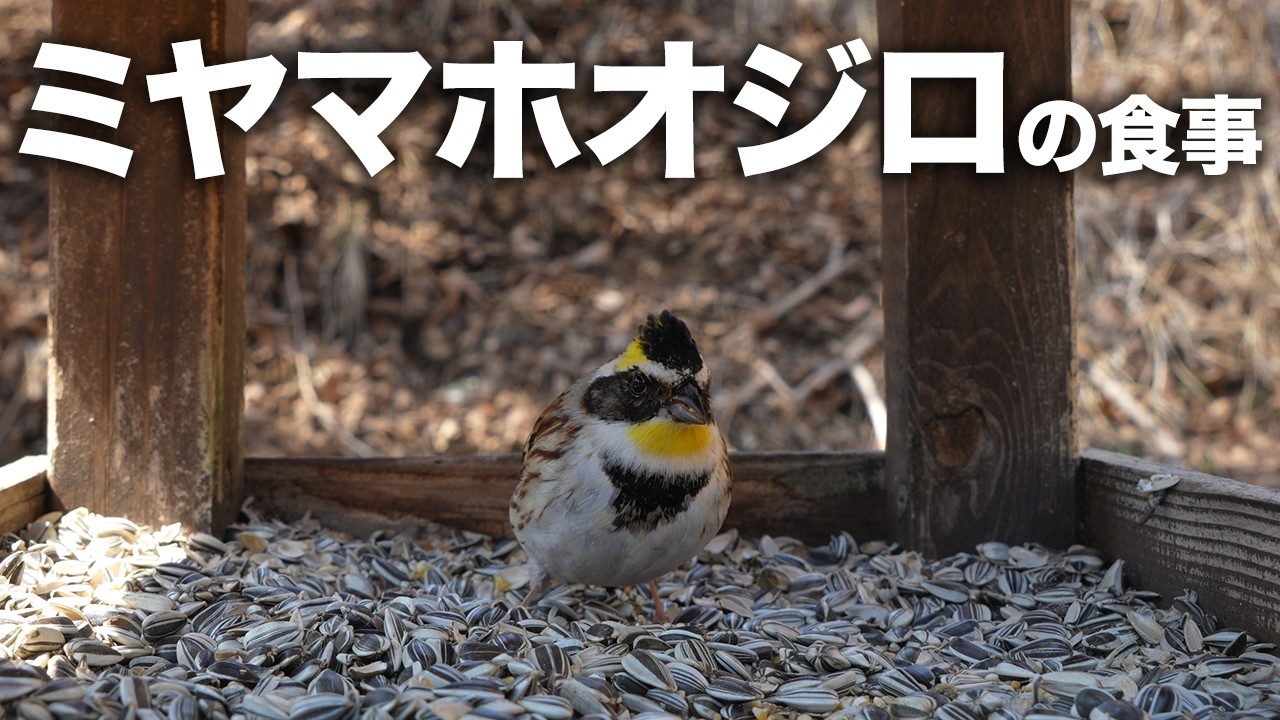 【エサ台定点カメラ】ミヤマホオジロのトサカヘアーとエサ台 | 2026年3月17日
