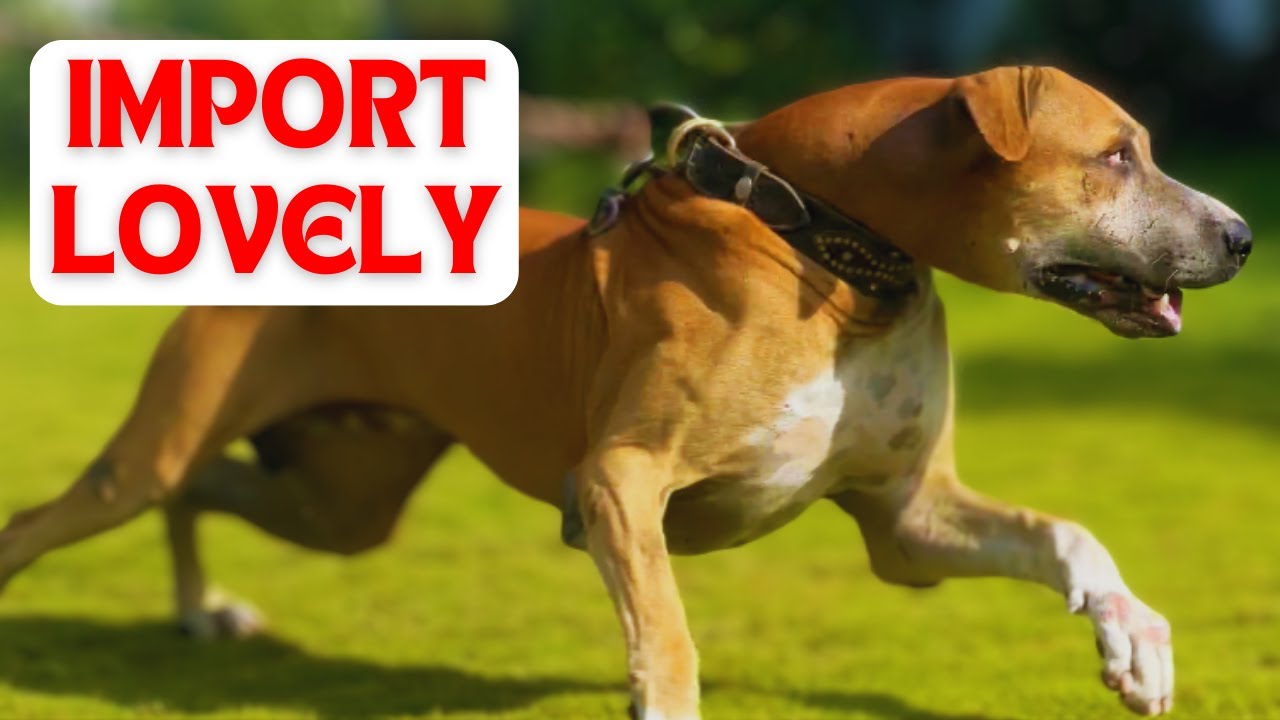 IMPORT BULLY KUTTA LOVELY ll BIG HEAD BULLY DOG ll DOGS ll BULLY KUTTA IMPORT EXPORT ll