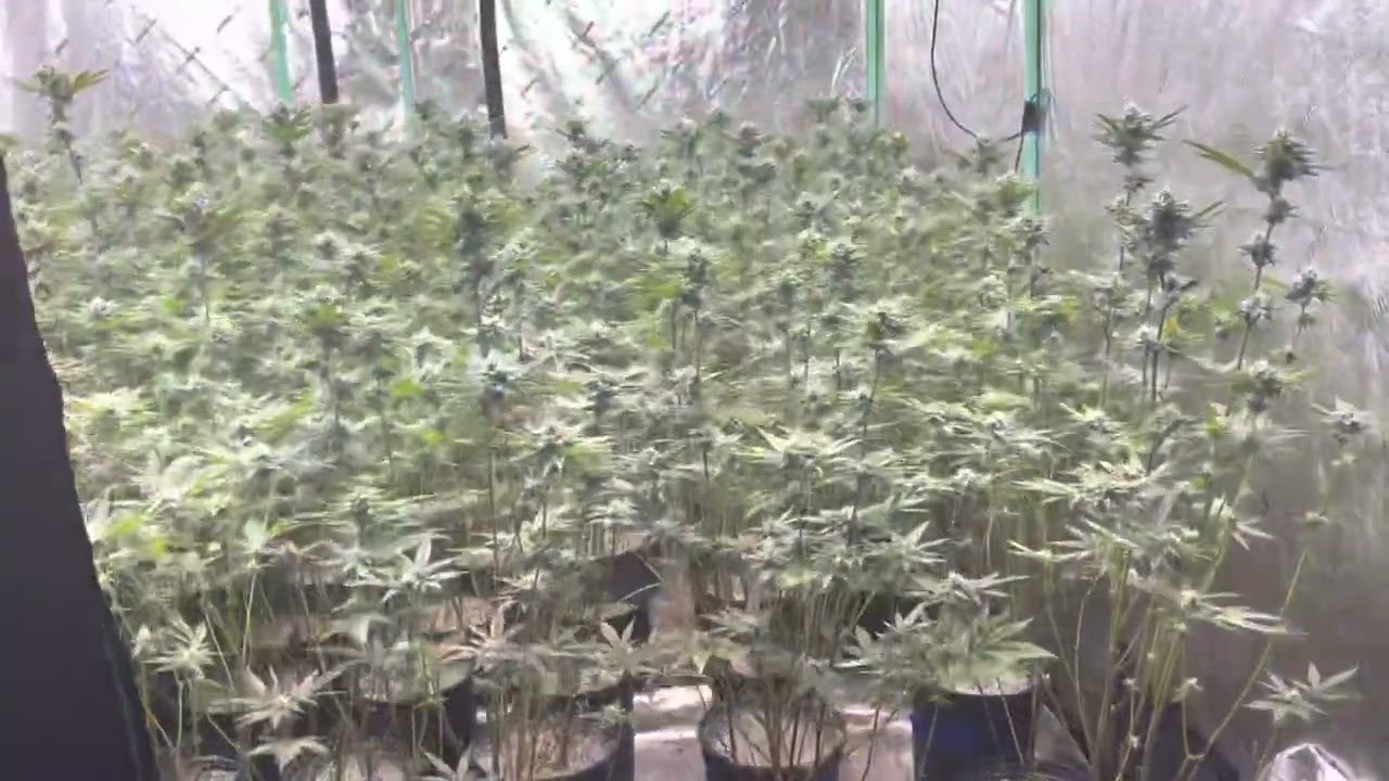 ICC x KM 11 By SeedJunky Genetics ! Day 33 flower ! 64 in the 8x8 ! #GrowBossFam