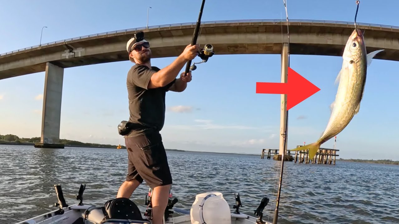 10 hours live baiting for BIG mulloway!!