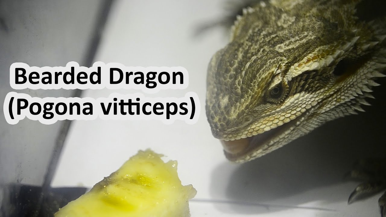 Bearded Dragon (Pogona vitticeps)