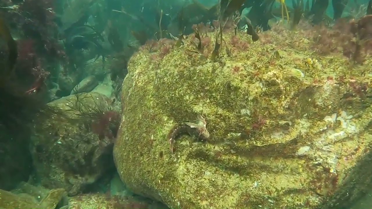 Scuba Diving Abersoch Tudwal East SS Timbo and Cave WSAC 10 09 23