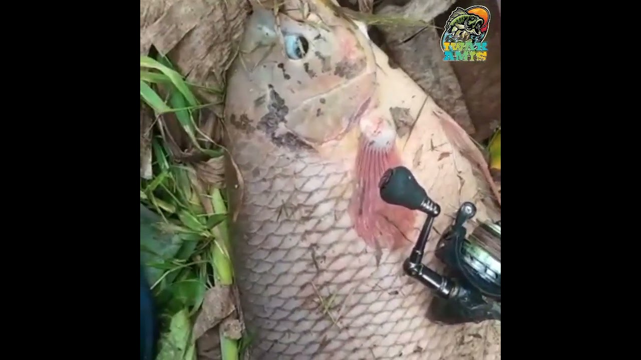 rell sampai patah!!! ikan nila monster #nilamonster #shortsmancing #shorts