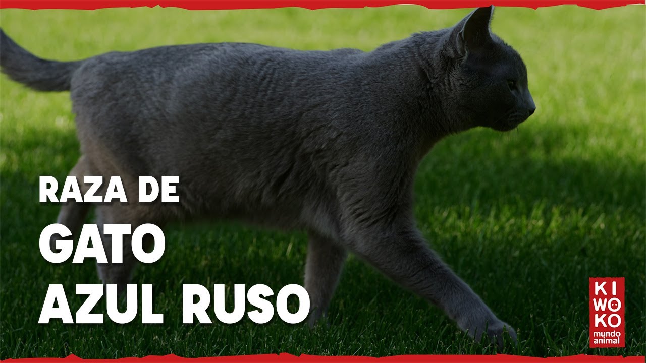 Gato AZUL RUSO🐱【Razas de Gatos】😻