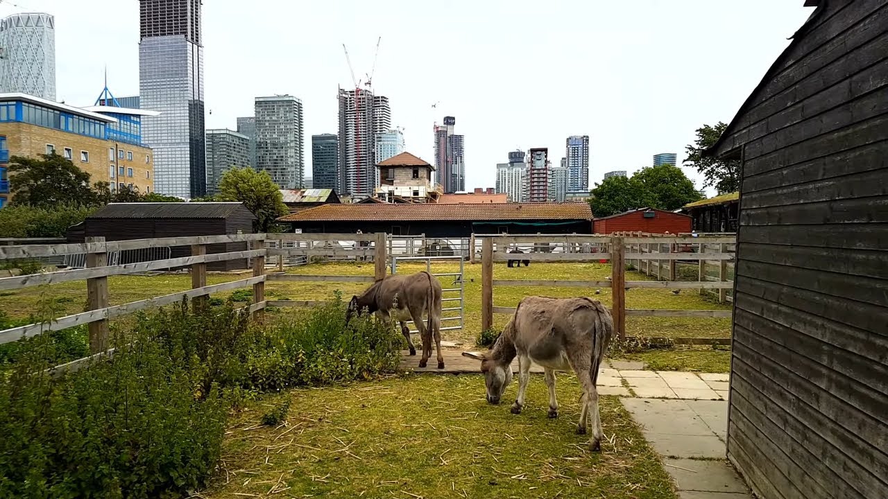 London Walk 2019 | Complete Walking Tour of Surrey Docks Farm London