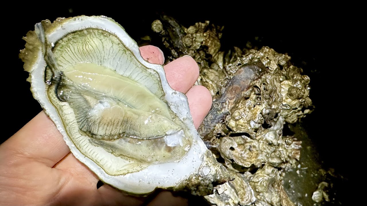 都会で育った野生の牡蠣を食べてみると&hellip;