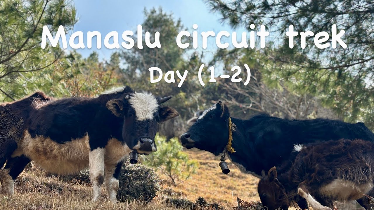 11 Days Manaslu Circuit Trek//Larke Pass//5106m//8th highest mountain in the world