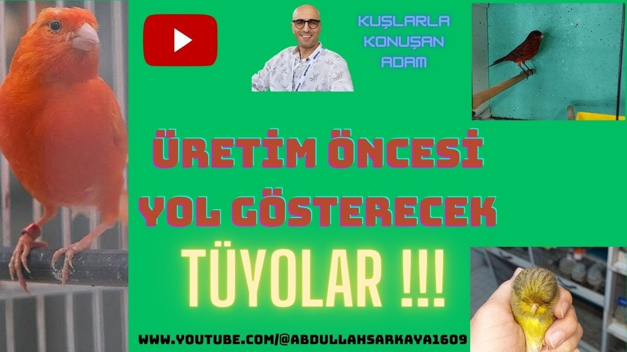 Kanarya Bakımı Kanarya Üretim(Üretim Öncesi Yol Gösterecek Tüyolar,Dişi ve Erkek Kanarya)