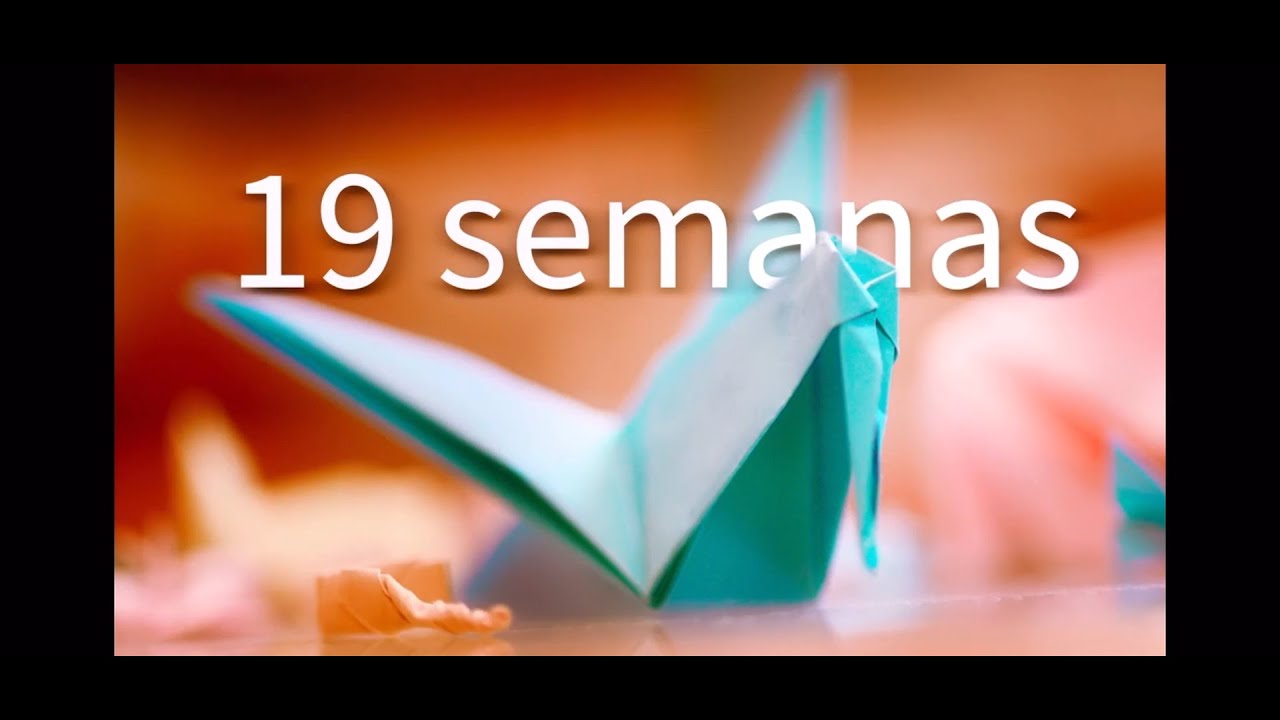 19 Semanas Cortometraje 2024