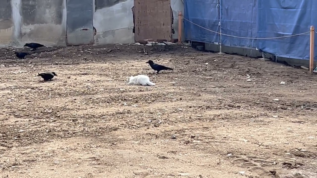 カラスVSネコ　何見とんねんワレ