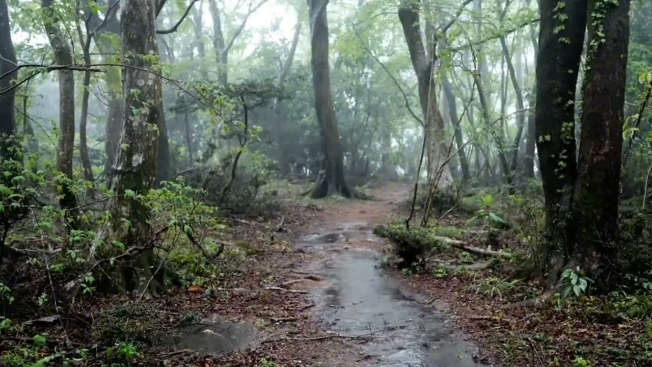 Relaxing Forest Rain Sounds 🌧️ Deep Sleep, Stress Relief, Meditation & Nature Ambience