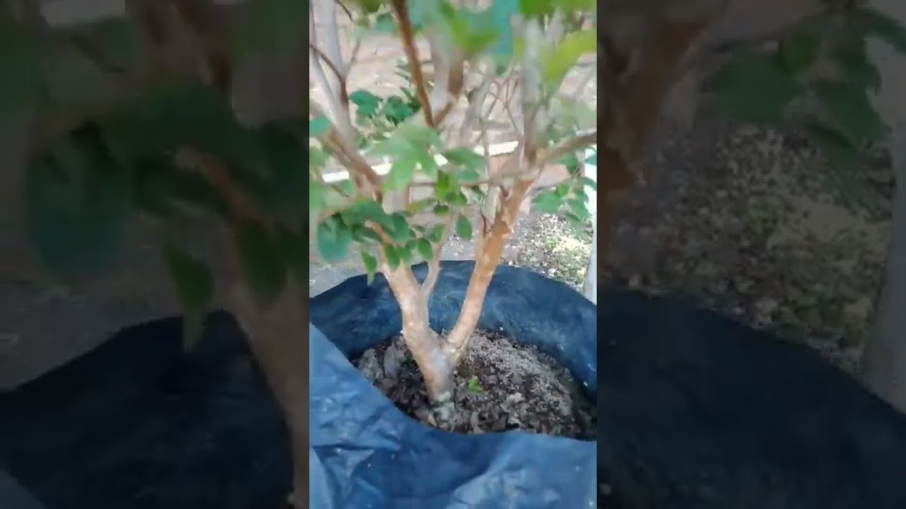 Brazilian Sabara grapes | Kupolandak