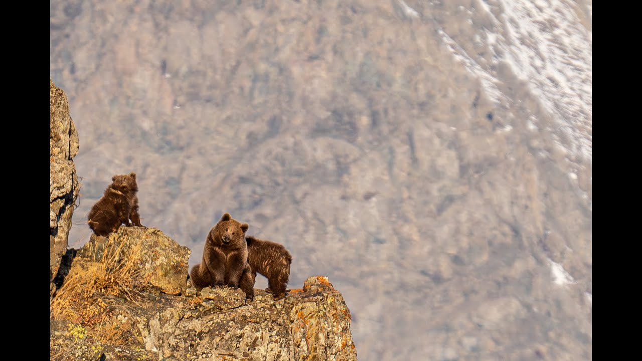 Himalayan Brown Bear Expedition