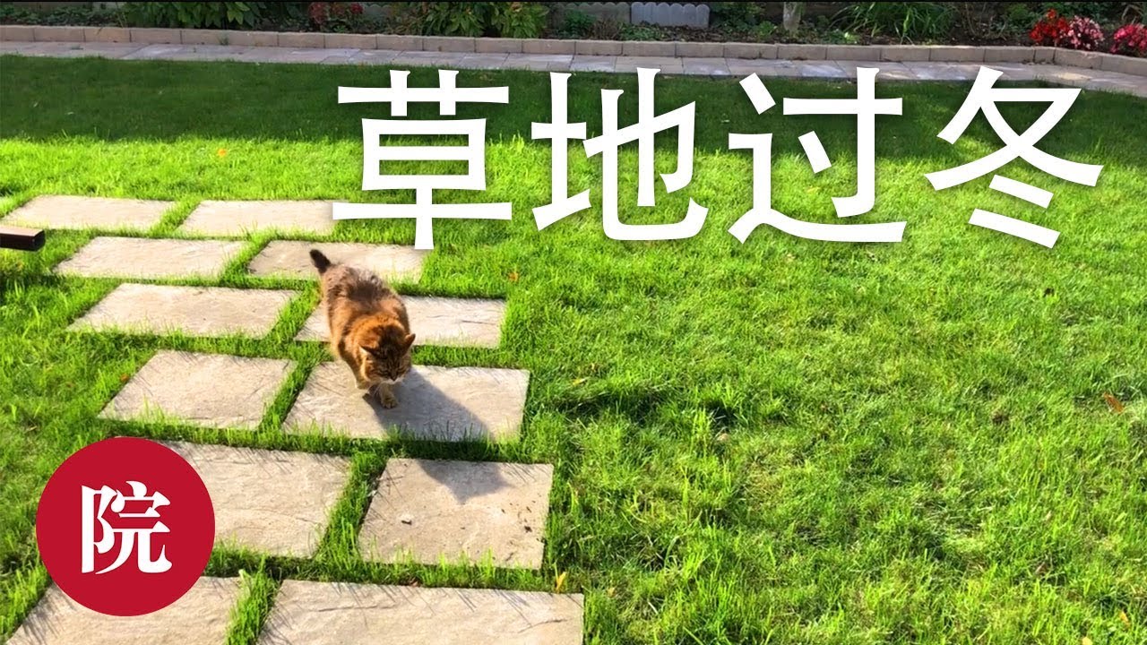 【彬彬有院】 草&bull; 如何在秋天正确维护草地，来年大面积减少阔叶杂草//How to maintain your lawn in the fall
