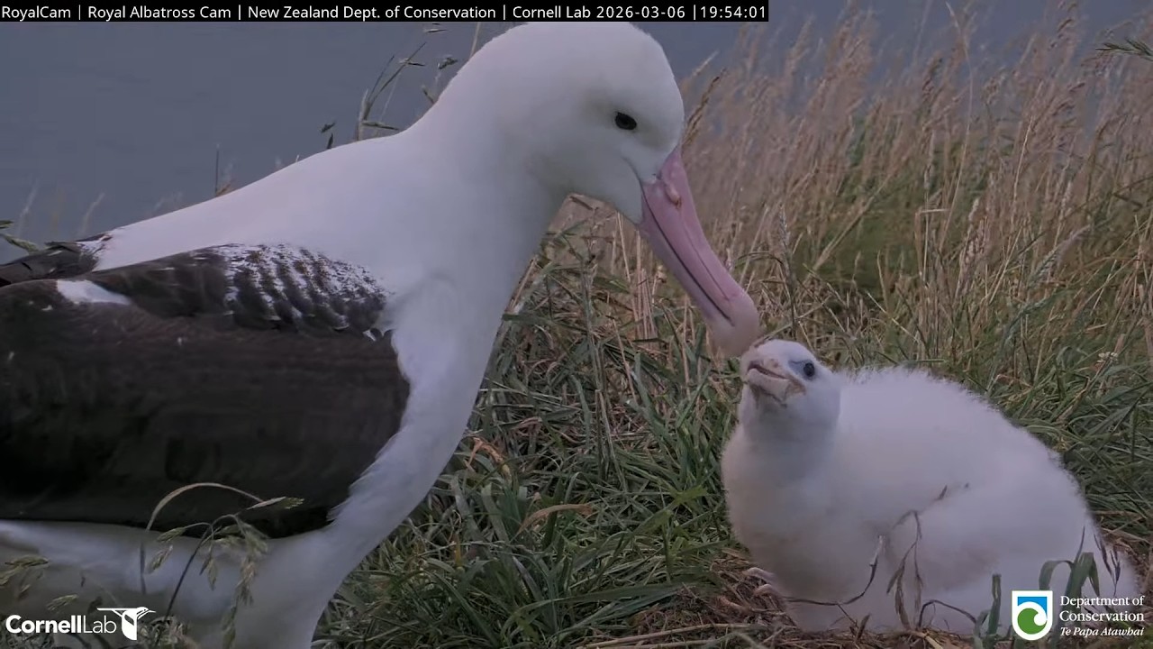 26.03.06 Royal Albatross Cam - WYL回來餵食，隨即離開 WYL Returns, Feeds the Plateau Chick, Then Leaves