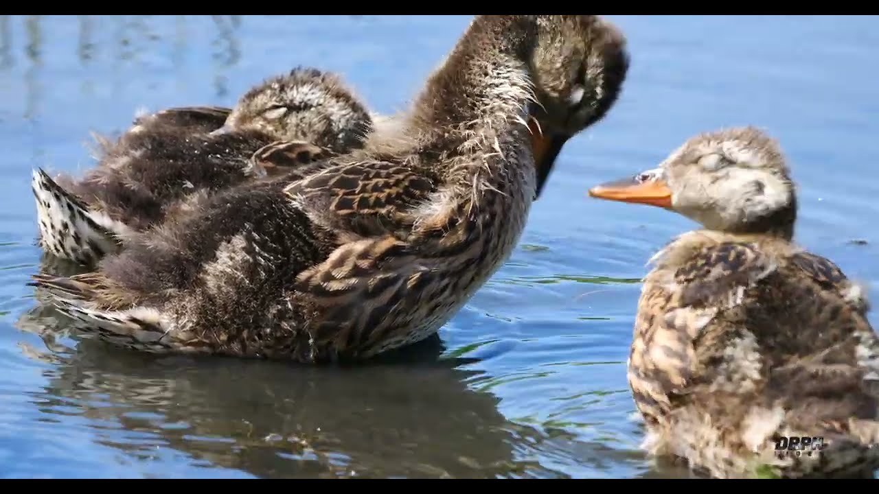 Birds of Doxey Marshes | Peaceful Wetland Birdlife in England