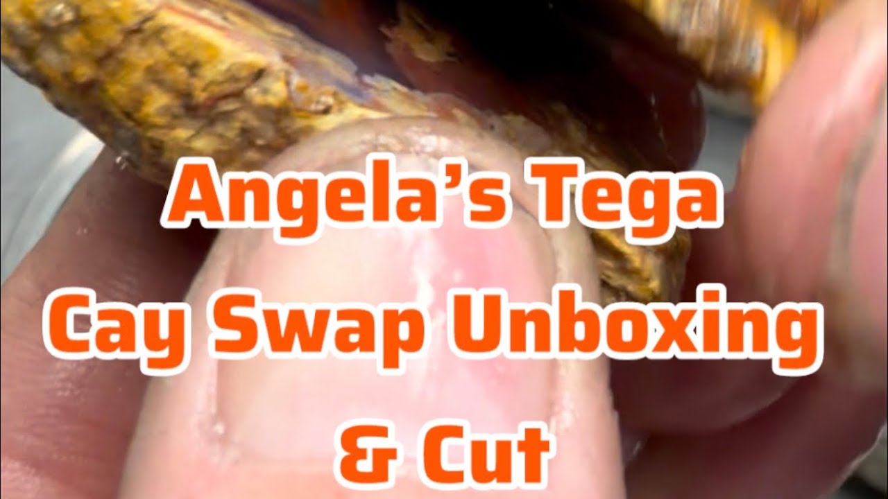 Angela’s Thundereggs put Tega Cay on the map. Cutting at end #SouthCarolina #rocks #minerals