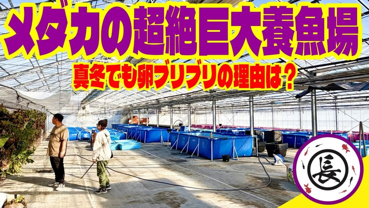 【メダカ】真冬でもめだかの卵がブリブリの理由は？（新しくできた超絶でっかいメダカ養魚場に潜入！）
