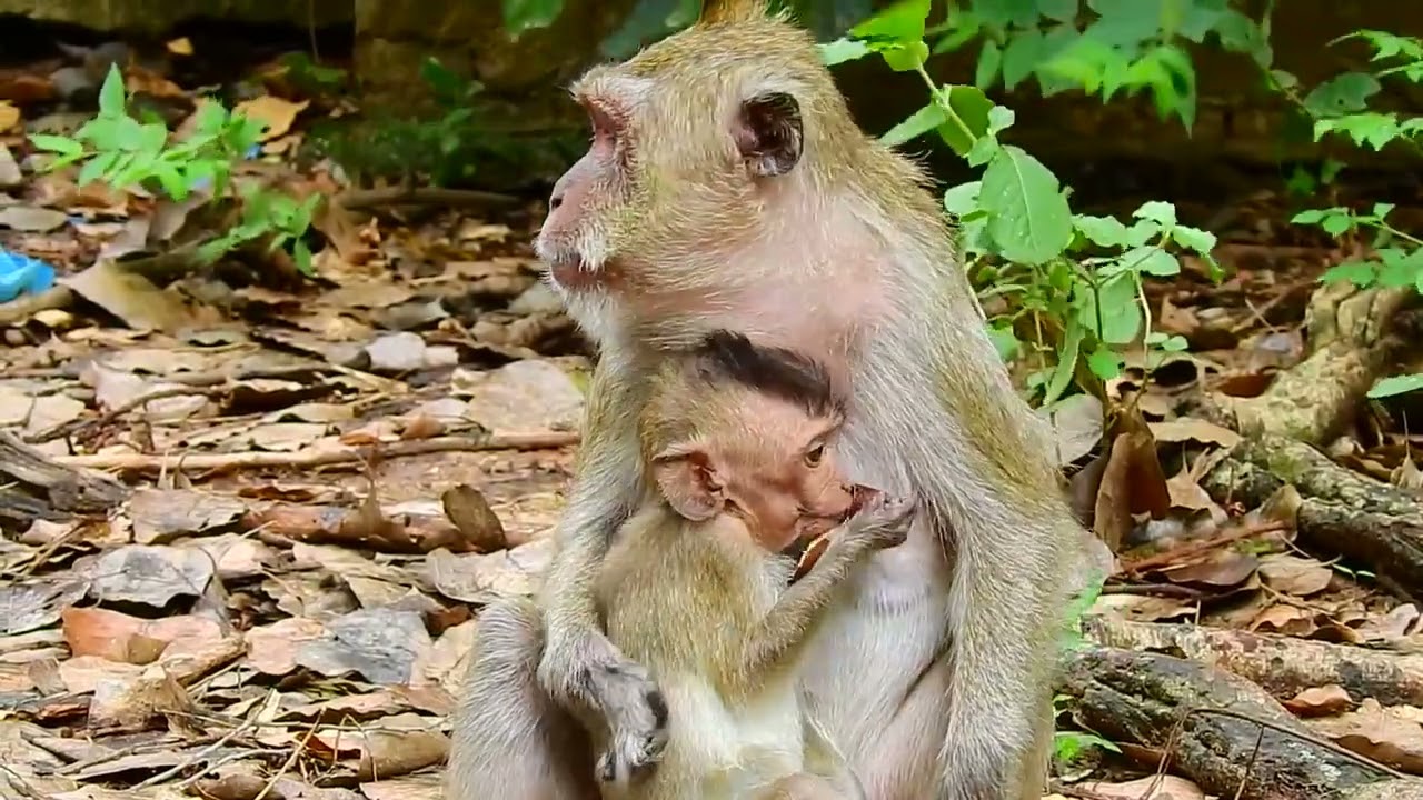 Poorest monkey Vigo scare her mother leave her a lone in forests / Cute Macaque