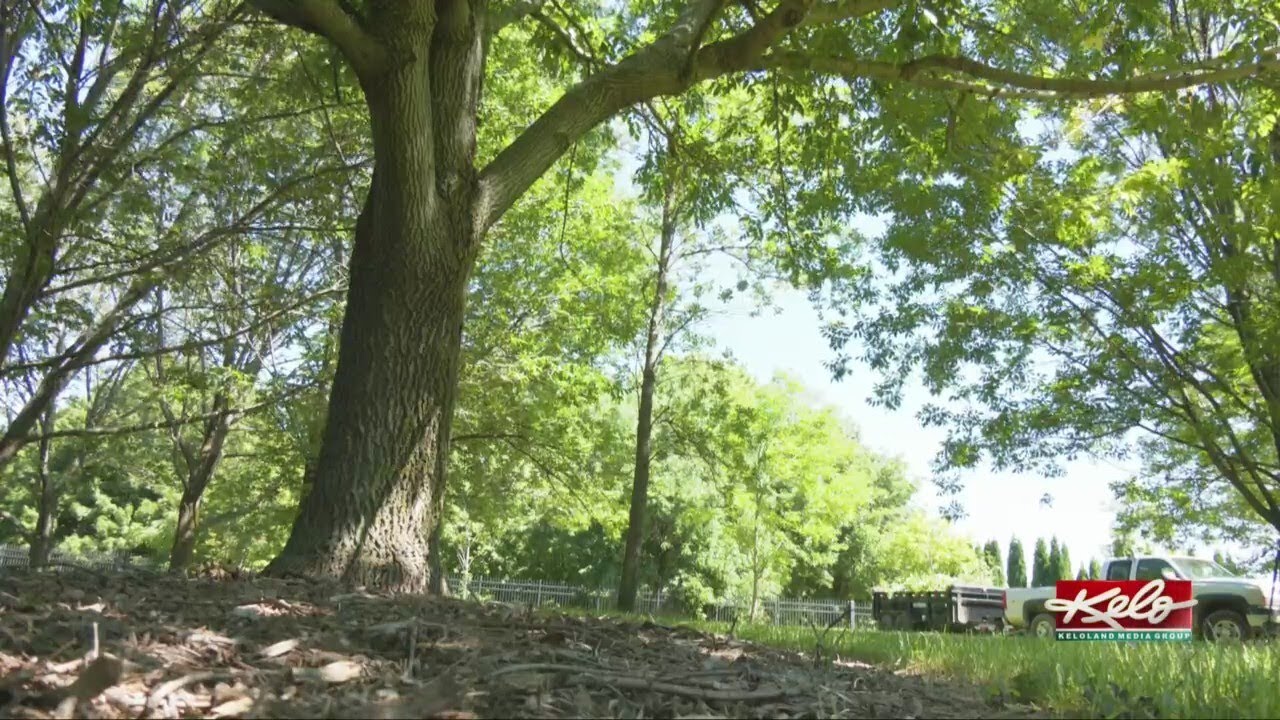 Professor John Ball 'The Tree Guy' travels the state