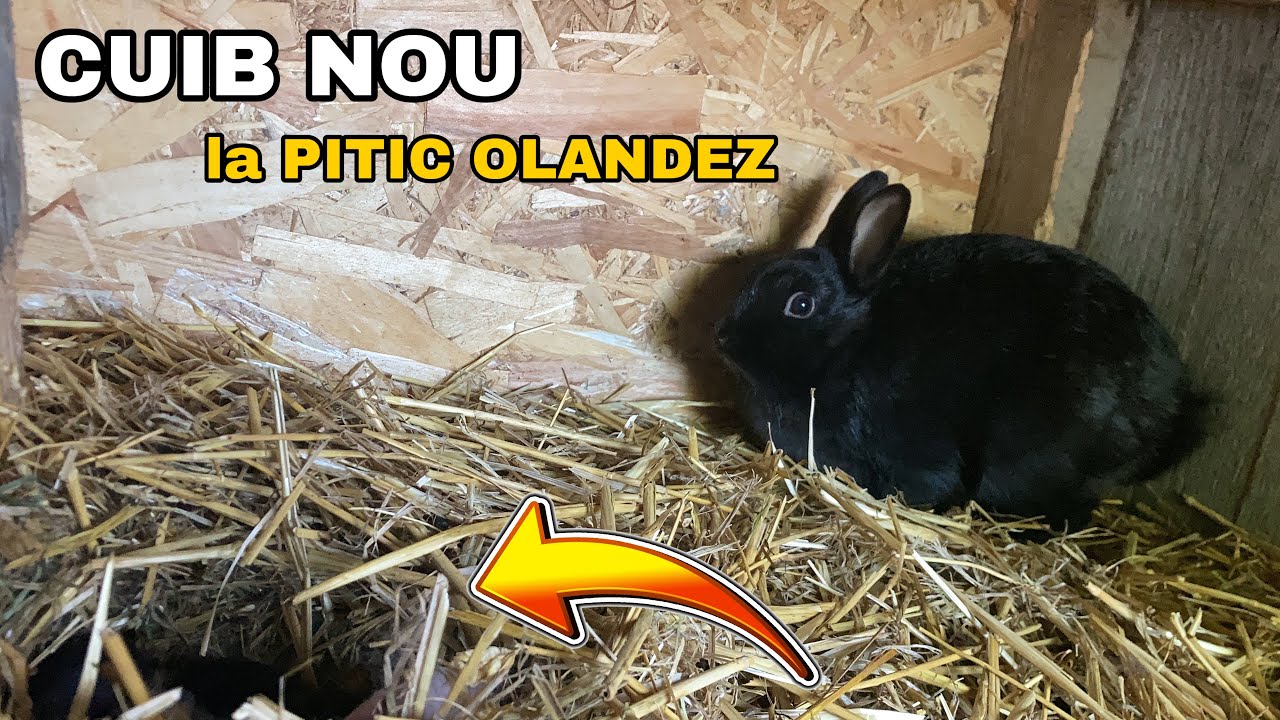 Încă 1 CUIB Superb la Iepurași +Evolutia Iepurașilor Cap de Leu !🐇💙💛❤️