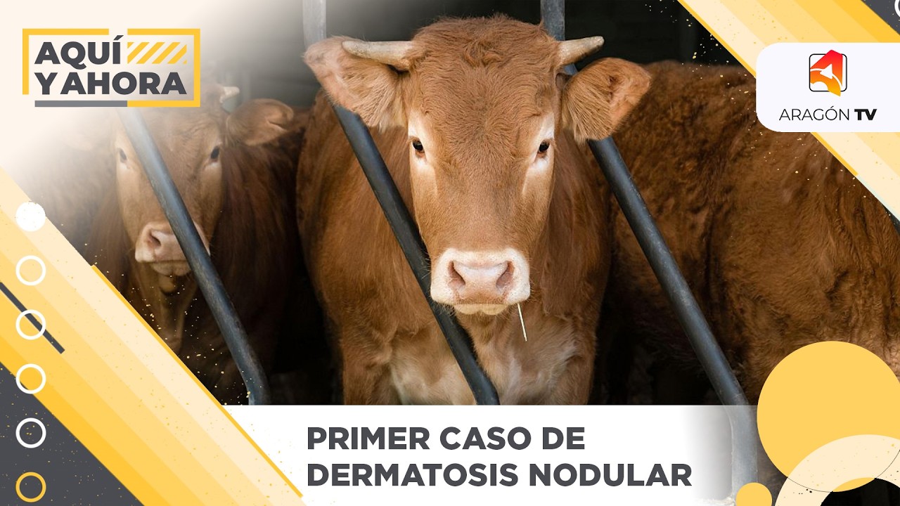 Primer caso de dermatosis nodular en Aragón