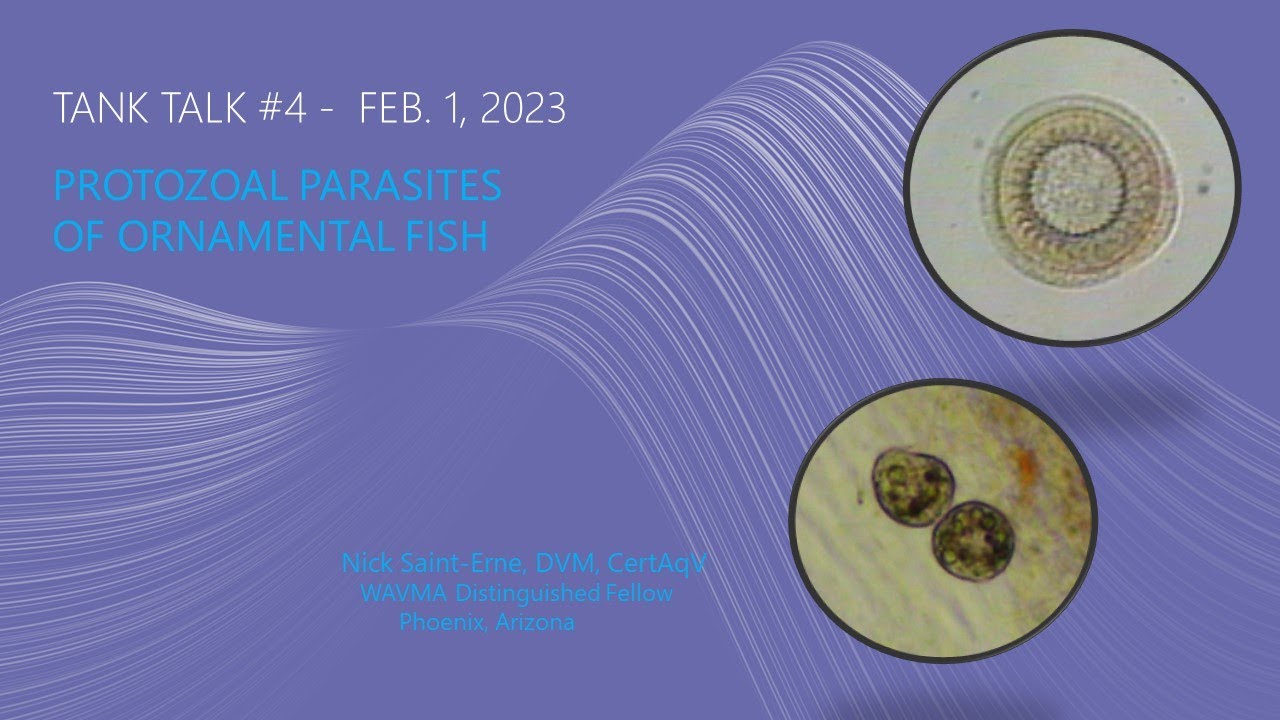 Tank Talk #4  - Protozoal Parasites of Ornamental Fish