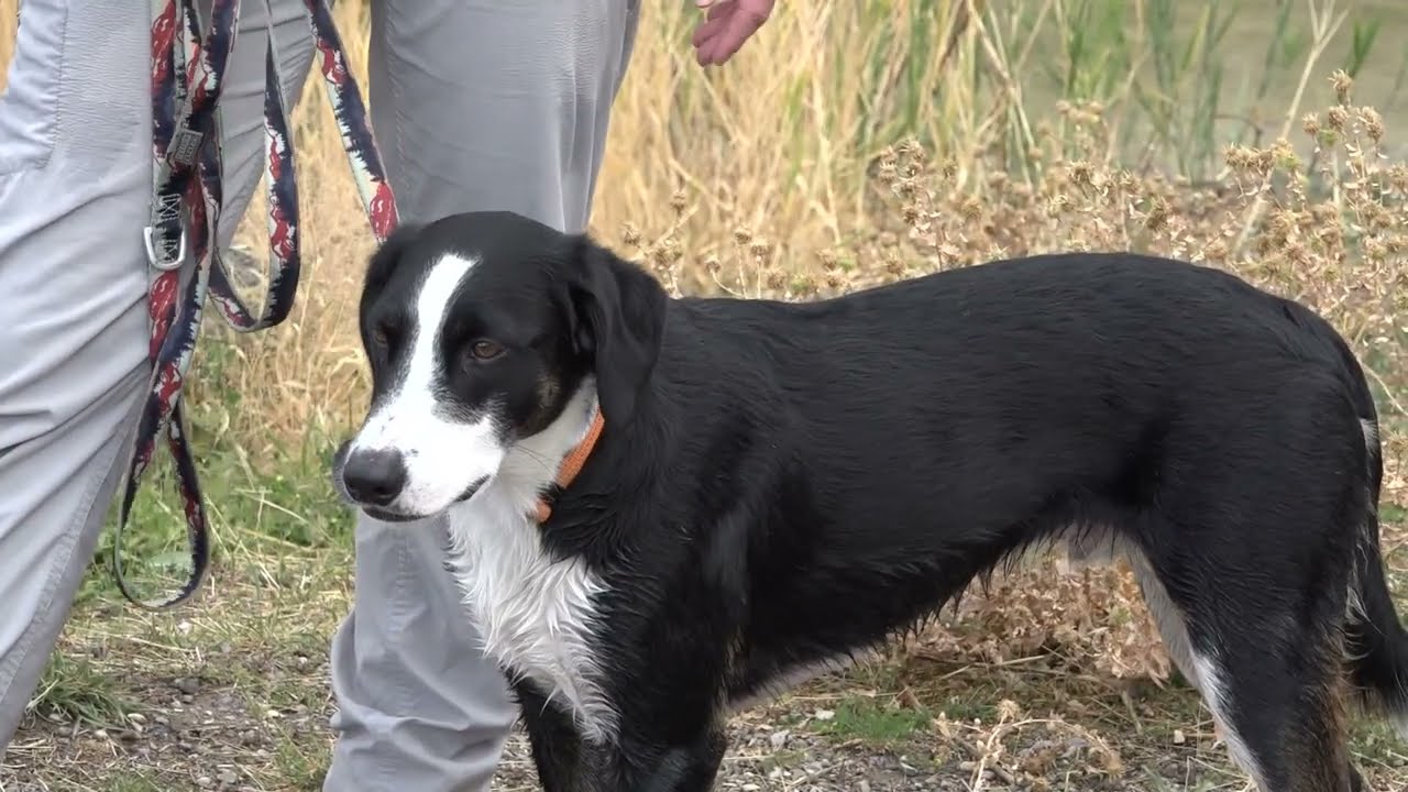 National Search Dog Alliance - Future Handlers