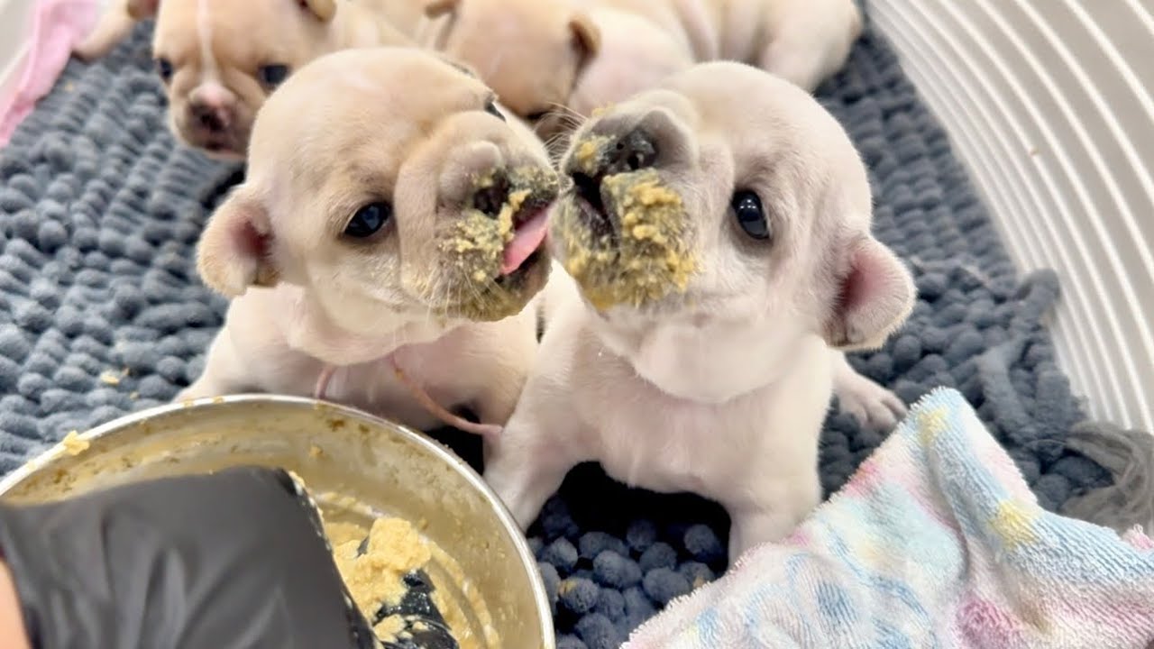 初めて離乳食を食べさせたらとんでもない事になりました！【生後24日目】