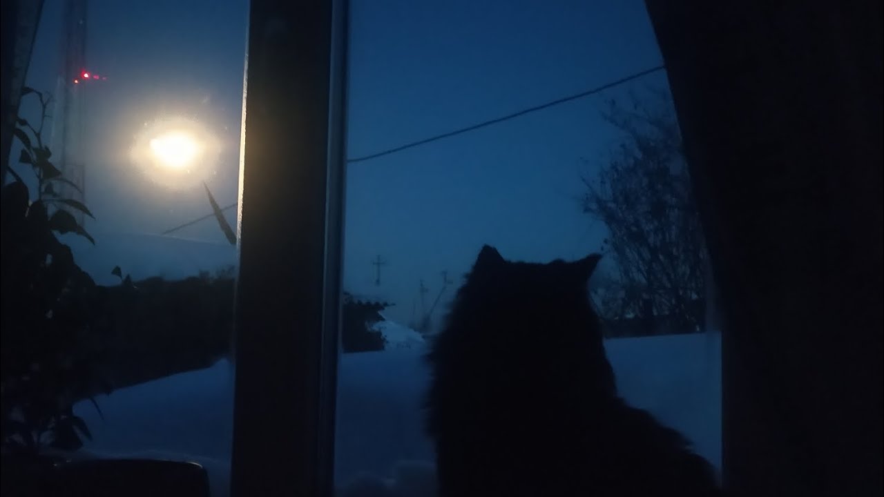 Голубика
