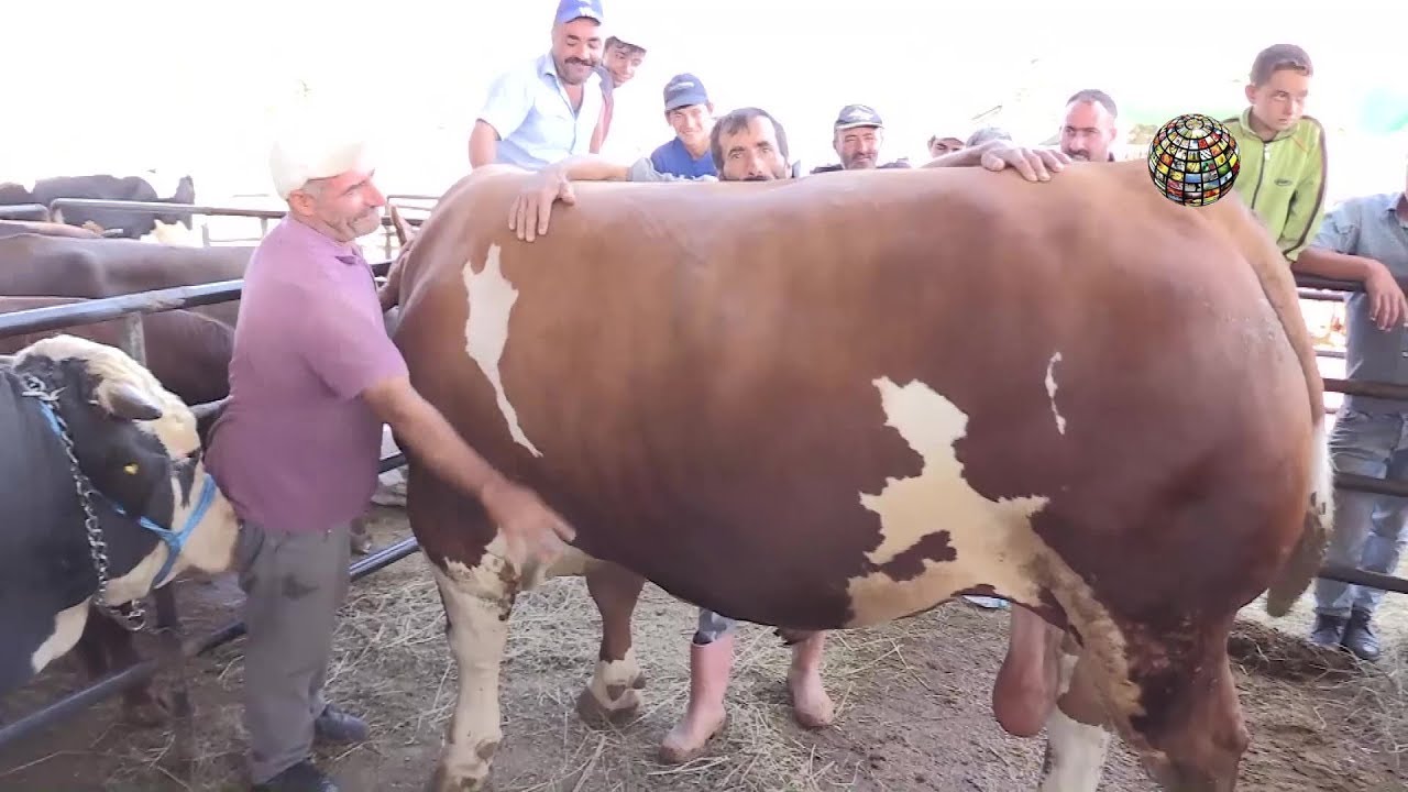 En büyük ve pahalı kurbanlık boğa ile tanışın!