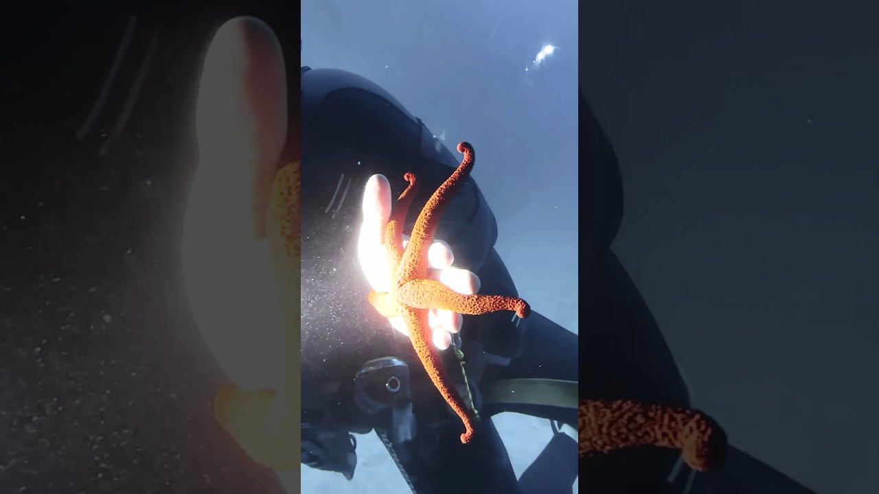 A 30m deep dive into the Atlantic 🌊🐠