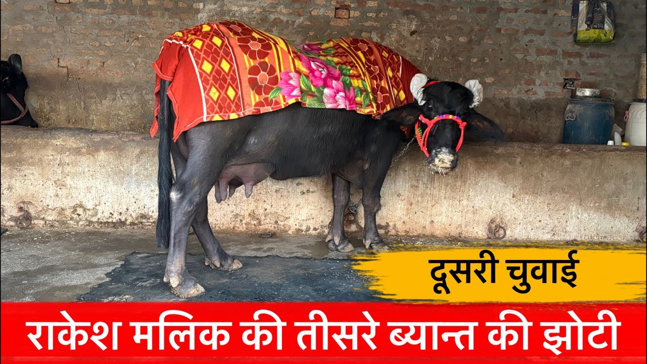 ♦️राकेश मलिक की तीसरे ब्यान्त की झोटी-दूसरी चुवाई. गांव-शामलो कलां! राकेश मलिक-9466567640.