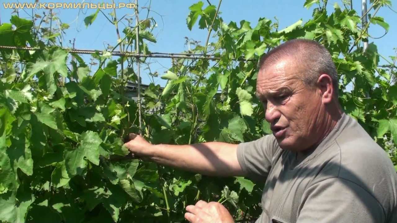 Технология выращивания винограда -- ч.5