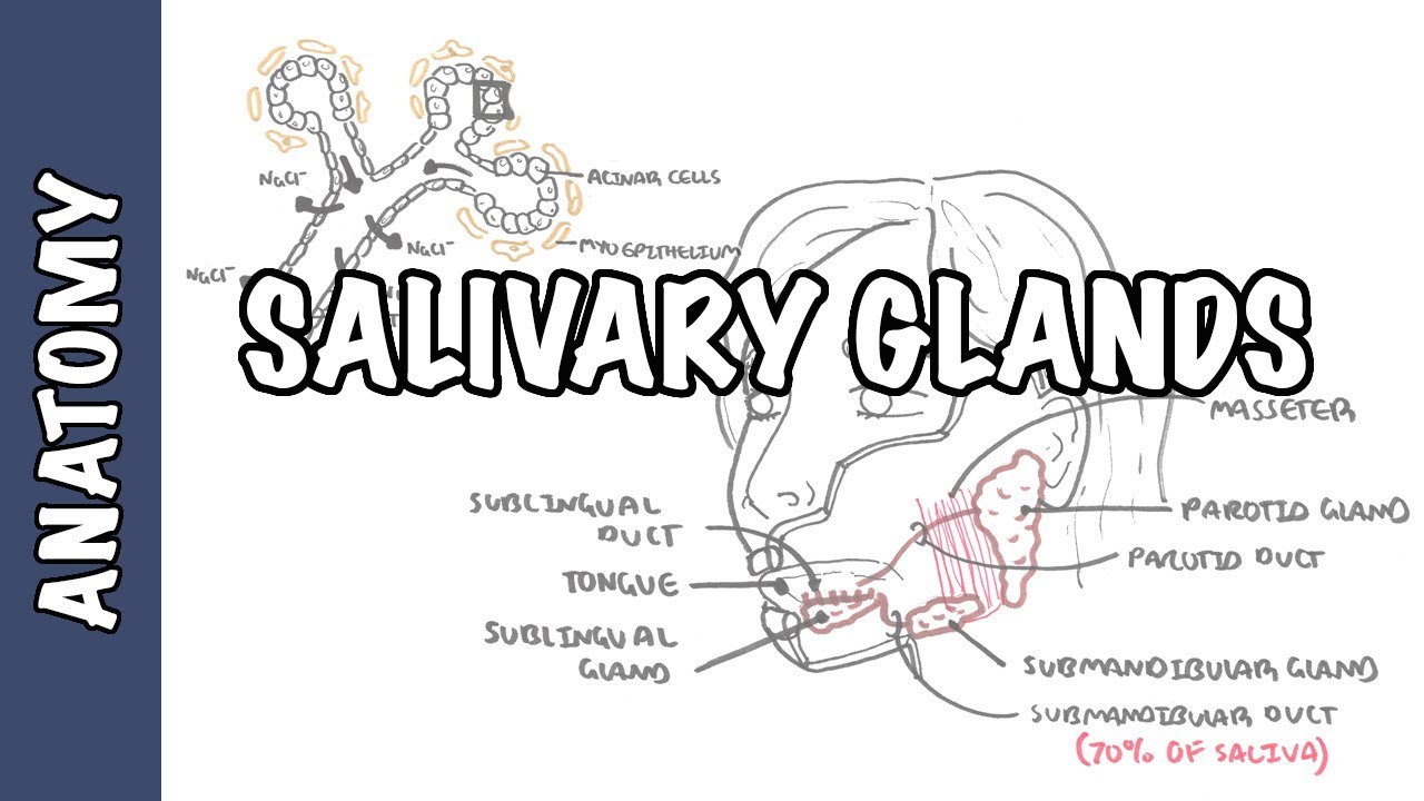 Salivary glands - Anatomy and Physiology