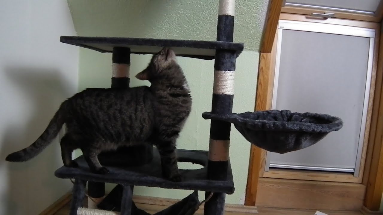 Der magere Katzenbaum