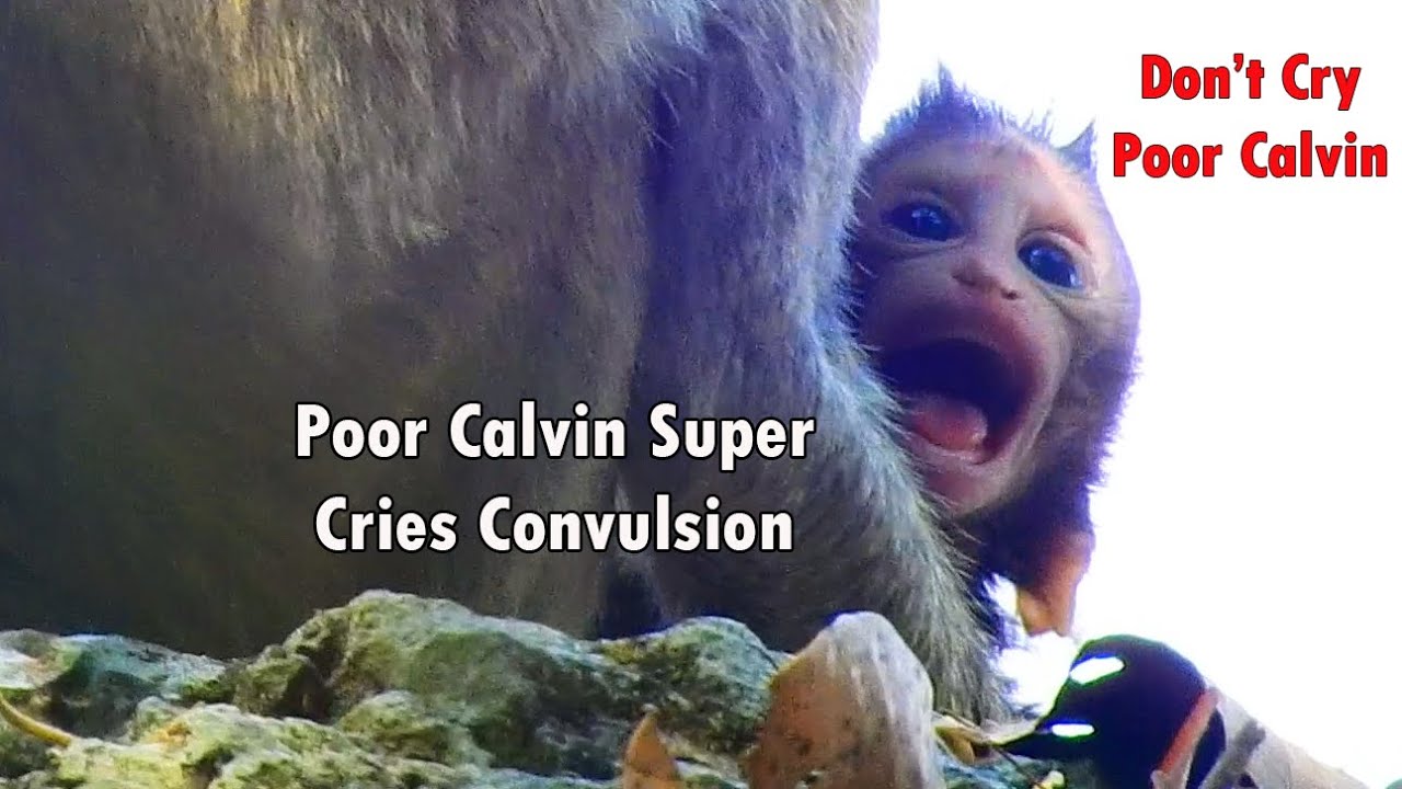 O  M  G  DON'T CRY POOR CALVIN...!!! Poor Calvin Super Cries Convulsion On The Stone Near Chiko