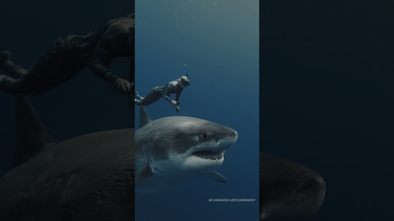 Pregnant? or Full? Largest great white shark alive! swimming with shark conservationist #oceanramsey