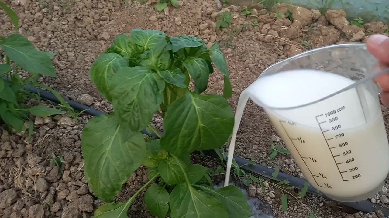 ВОЛШЕБНАЯ СМЕСЬ ДЛЯ ПЕРЦА, ОГУРЦА И ПОМИДОРА — ВЗРЫВ РОСТА ГАРАНТИРОВАН!