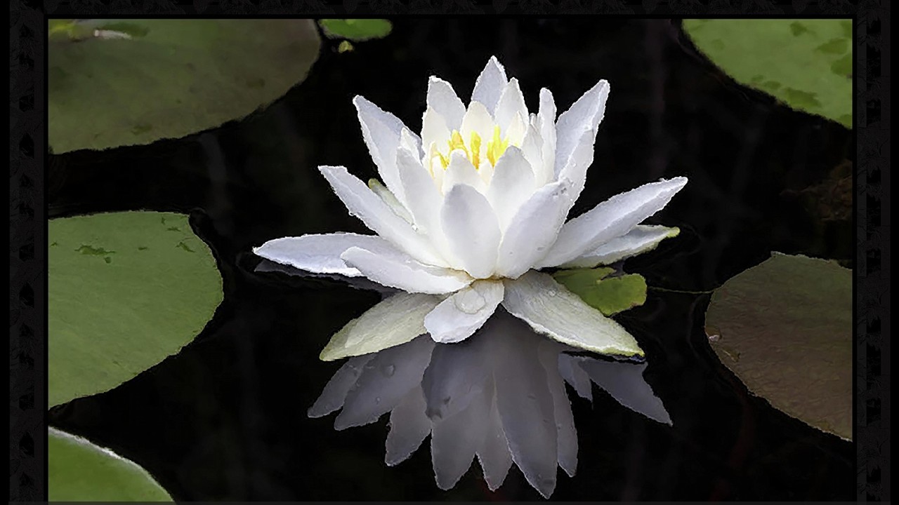 White Water Lily Calm Screensaver — 1 Hour of Stillness & Focus