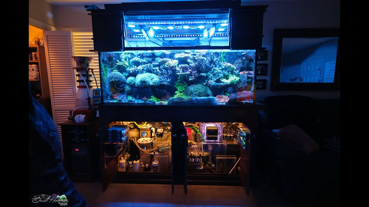 Bayou Reefkeeping June Tank of the Month - Ronald Oliver