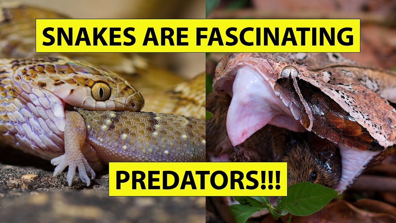 Snakes are fascinating predators! Wild snakes hunting and feeding