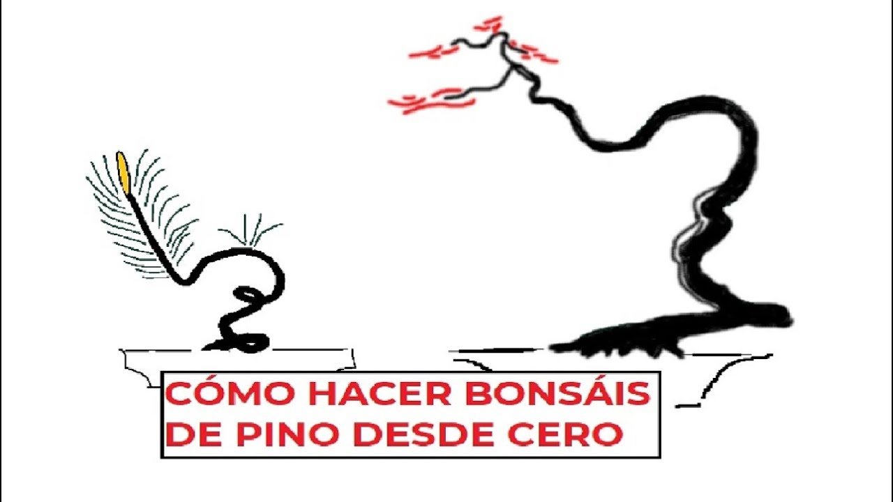 CÓMO CREAR BONSÁIS DESDE CERO ֍ TORSIÓN DE PLANTONES DE PINUS THUNBERGII (PARTE 1ª) 🌲✅