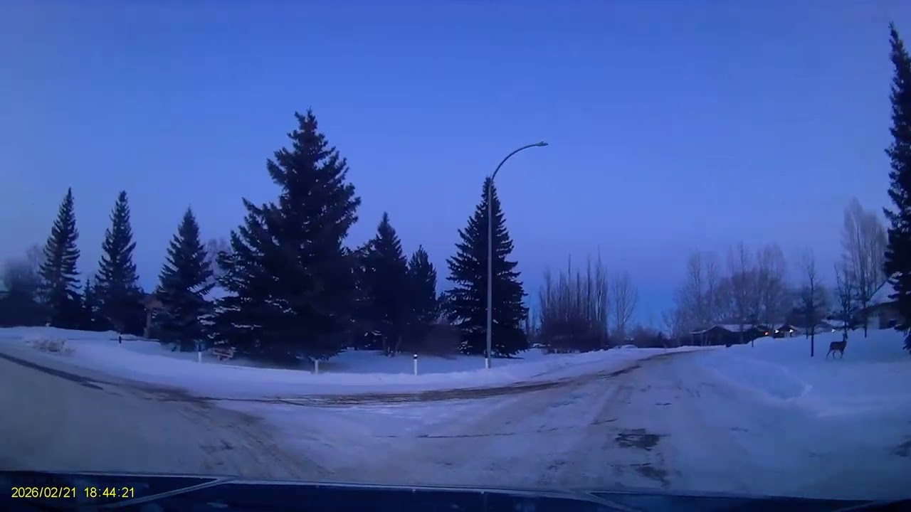 Oh! Deer Me   The Drive Home