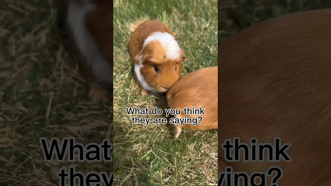 Guinea pig squeaking ASMR! ￼ #guineapig #pets #shorts #dog