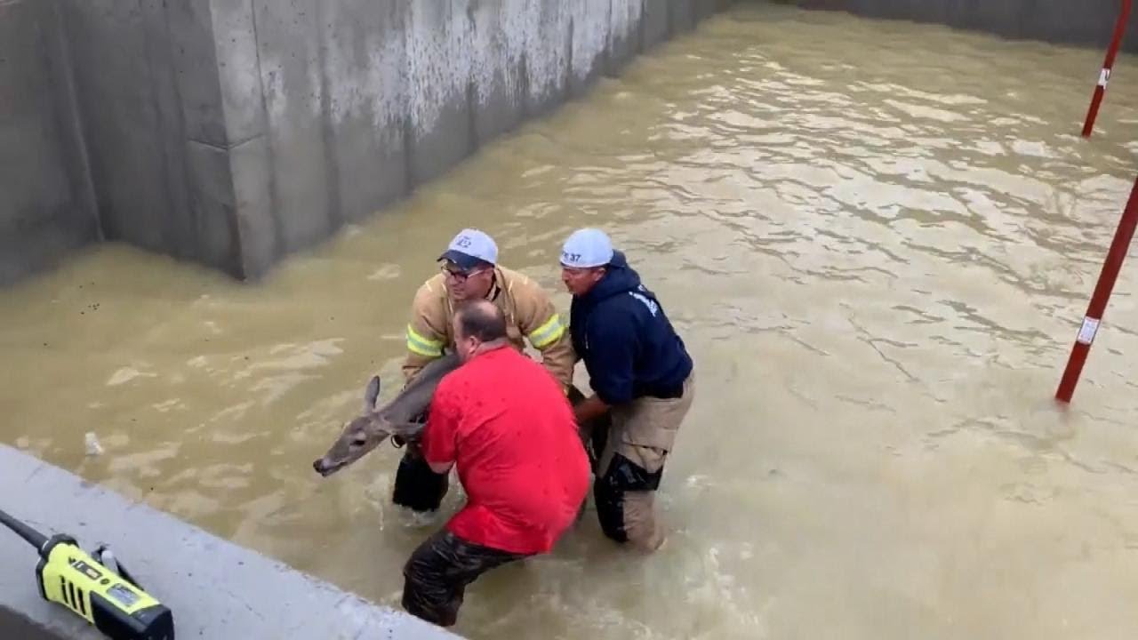 Firefighters Rescue Deer From Flooded Basement After Rainstorm