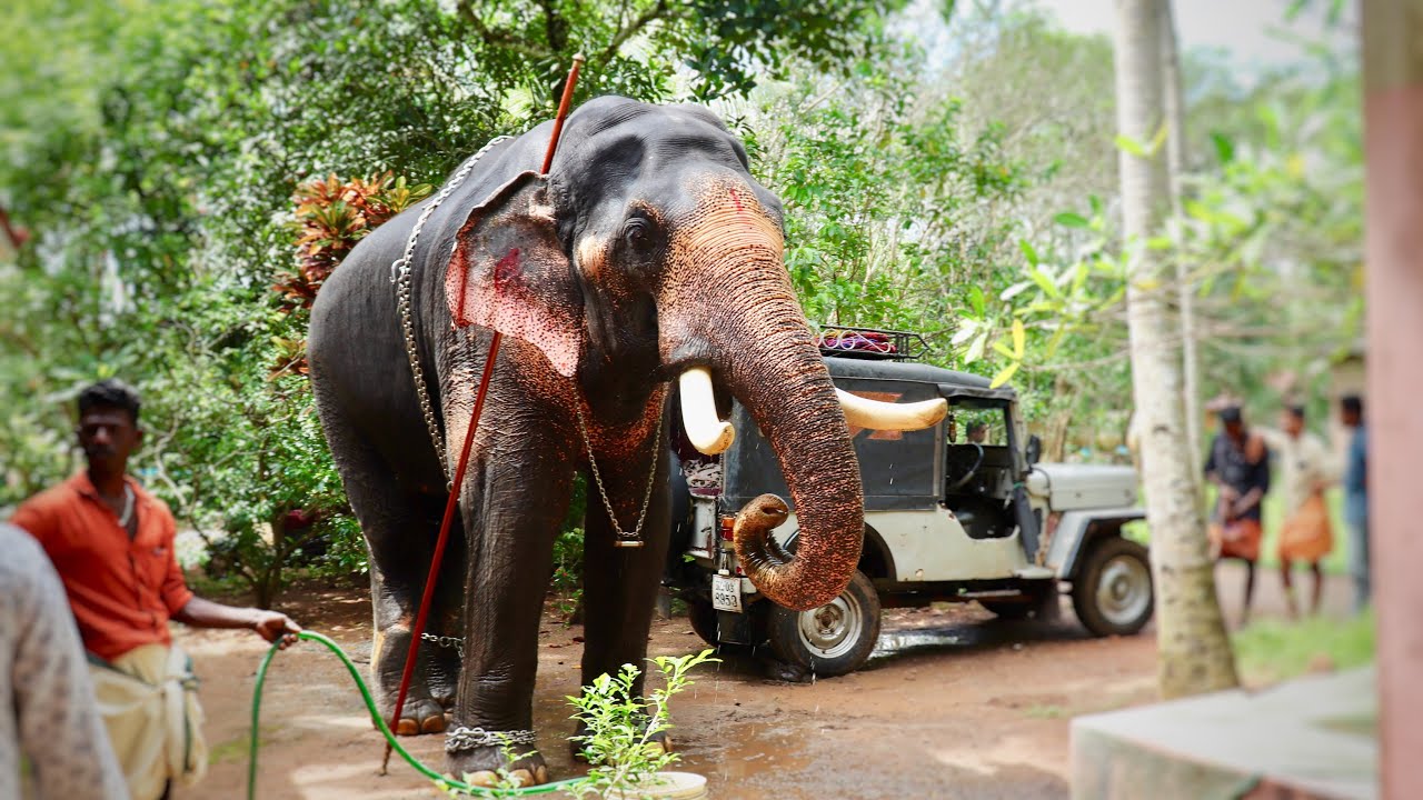 Kerala Elephant- Meenad Vinayakan മീനാട് വിനായകൻ