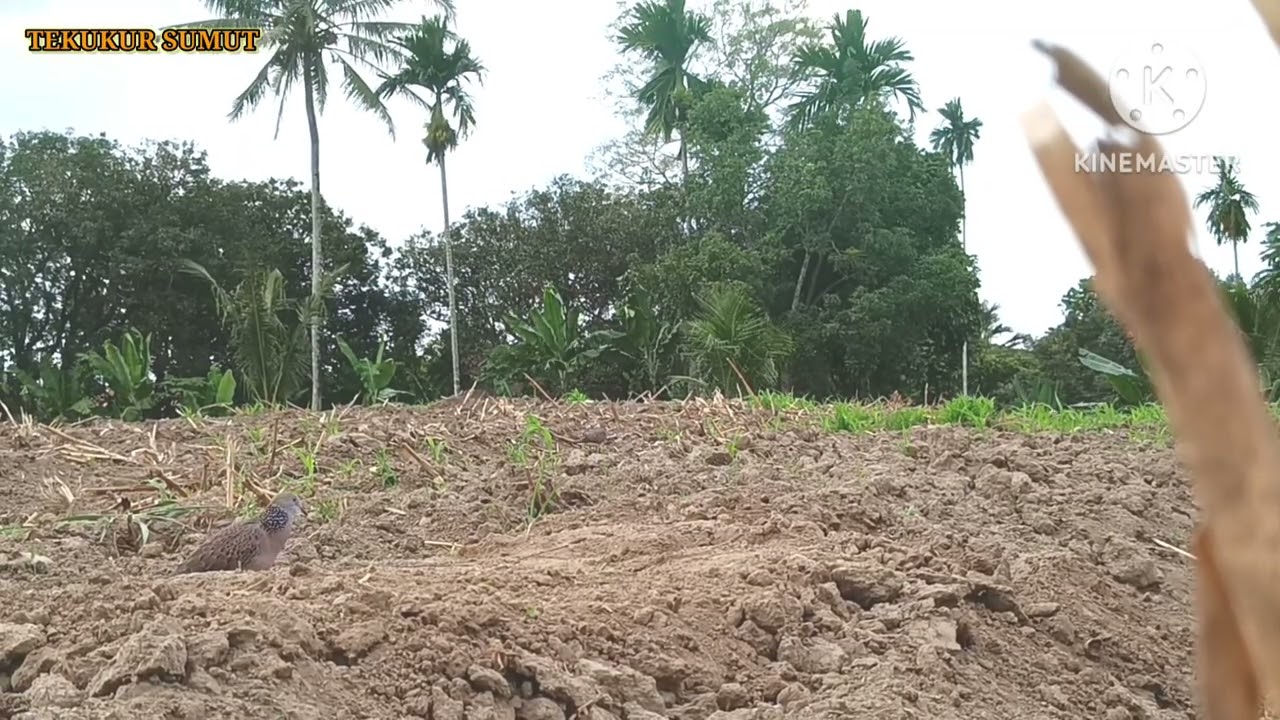 Tekukur Liar Bertali//langsung naik SL#tekukur #burung #tekukursultan #birds #tekukurliar 