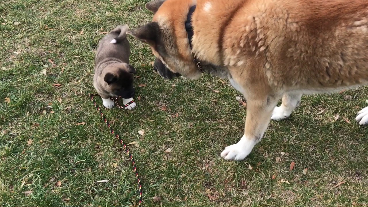 Akita puppies playing