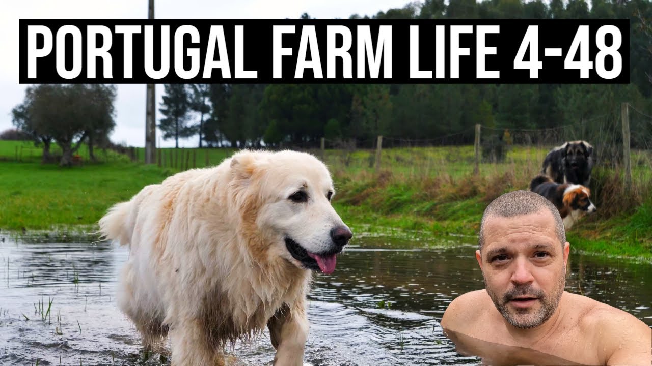 Would YOU do it??? Christmas Special ❤️🎅🎄 PORTUGAL FARM LIFE S4-E48